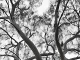 UCSC Arboretum 014